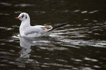 The black-headed gull is a small gull that breeds in of the Palearctic in Europe and Canada. Most of the population is migratory, winters further south, but some reside in westernmost areas of Europe 