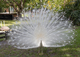 Albeno peacock with full white feathers