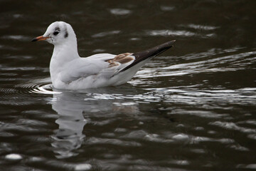 The black-headed gull is a small gull that breeds in of the Palearctic in Europe and Canada. Most of the population is migratory, winters further south, but some reside in westernmost areas of Europe 
