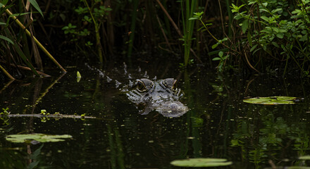 Alligator's eyes peek out from the dark swamp waters, creating a mysterious scene