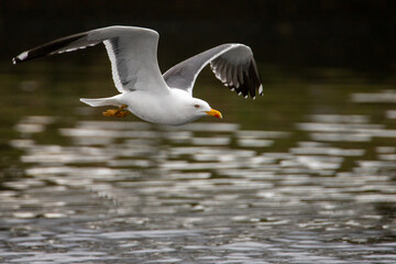 Gulls, or colloquially seagulls, are seabirds of the family Laridae in the suborder Lari. They are related to the terns and skimmers and distantly related to auks, and even more distantly to waders 