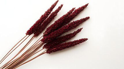 A delicate arrangement of Amaranth ears in reddish-brown color, lying on a pristine white surface, emphasizing natural elegance and fine texture.