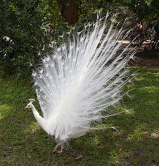 Albeno peacock with full white feathers