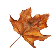 Fototapeta premium Dried Autumn Maple Leaf - Nature's Beauty