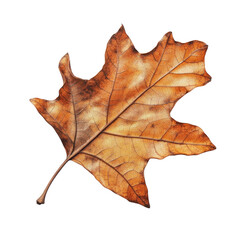 Obraz premium Detailed Autumn Leaf: A Stunning Natural Design