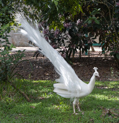 Albeno peacock with full white feathers