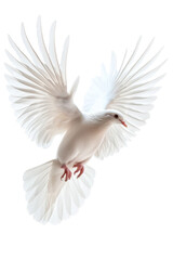 Isolated white dove in flight