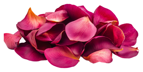 Romantic rose petals garden floral arrangement isolated on transparent background