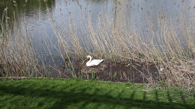 Schwan bei Nestbau