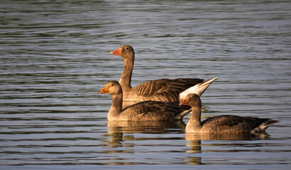 Wild geese swimming