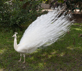 Albeno peacock with full white feathers