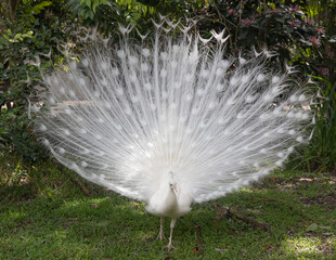 Albeno peacock with full white feathers