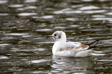 The black-headed gull is a small gull that breeds in of the Palearctic in Europe and Canada. Most of the population is migratory, winters further south, but some reside in westernmost areas of Europe 