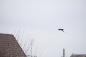 European starling flying over rooftops in cloudy sky