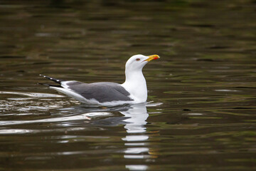 Gulls, or colloquially seagulls, are seabirds of the family Laridae in the suborder Lari. They are...