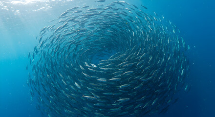 Mesmerizing school of tuna fish spiraling in clear blue ocean waters