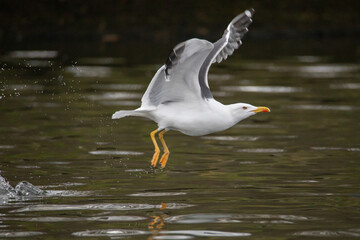Gulls, or colloquially seagulls, are seabirds of the family Laridae in the suborder Lari. They are related to the terns and skimmers and distantly related to auks, and even more distantly to waders 