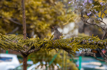 A closeup shot of a bird sitting on a tree branch
