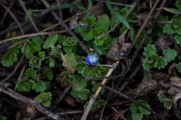 Veronica persica, ivy-leaved, blue small flowers, bright, green shallow leaves, white, grass, weed, macro, close-up, early spring, park, nature
