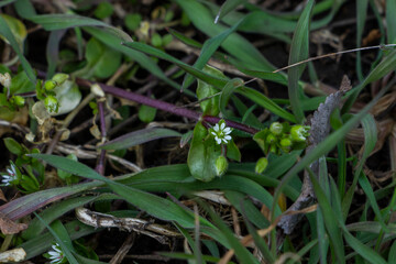 Veronica persica, ivy-leaved, blue small flowers, bright, green shallow leaves, white, grass, weed, macro, close-up, early spring, park, nature