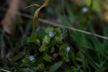 Veronica persica, ivy-leaved, blue small flowers, bright, green shallow leaves, white, grass, weed, macro, close-up, early spring, park, nature