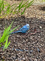 A blue budgie perched on the ground among mulch and plants. A lost or wild parakeet in nature,...