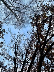 View of a serene sky framed by the silhouettes of bare and partially leafed tree branches in late autumn. The image captures the intricate patterns of tree canopies against a soft blue background.