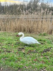 Serene scene featuring a graceful white swan grazing on lush green grass beside a tranquil river, surrounded by golden reeds under a pastel evening sky.