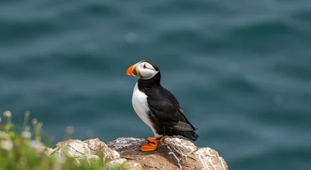 Crédence en verre imprimé Captivating horned puffin portrait perched majestically on a rugged coastal cliff