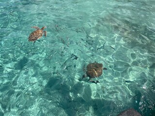 Sea turtles swimming gracefully in crystal-clear turquoise water of the Curaçao ocean. The light...
