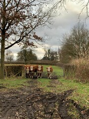 Group of curious cows stands behind a gate in a muddy, rural landscape under an overcast sky. The...