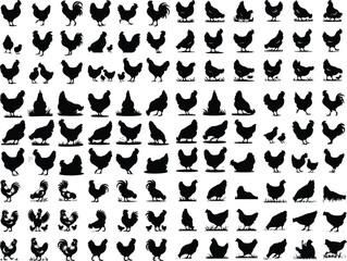 Set of vector rooster and chicken black silhouettes isolated on white background. Domestic animals silhouette of a chicken on white Set of hen silhouette, chicken silhouettes Set of vector chicken bla