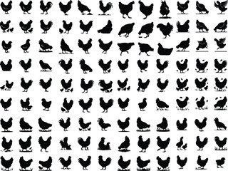 Set of vector rooster and chicken black silhouettes isolated on white background. Domestic animals silhouette of a chicken on white Set of hen silhouette, chicken silhouettes Set of vector chicken bla