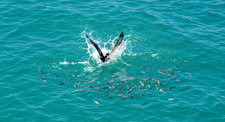 Obraz premium Seabird's dramatic plunge amidst school of fish, creating splash, vibrant ocean