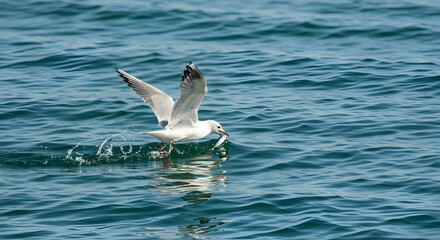 Seagull catches a fish near the ocean surface, showcasing nature's beauty and action