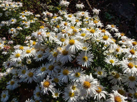 Michaelmas Daisy (Aster dumosus) 'Kristina' flowering with semi-double yellow eyed white flowers in autumn