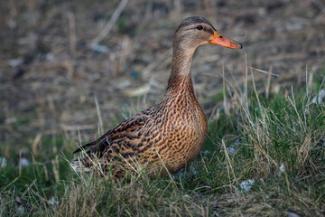 wild duck in the grass