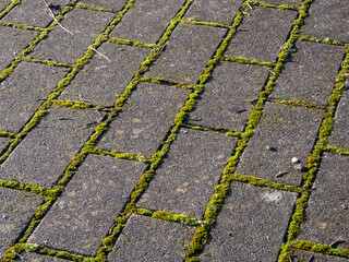 Pavement with green moss growing in spaces between all bricks. Moss growing on pavement