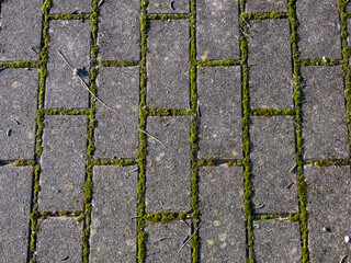 Pavement with green moss growing in spaces between all bricks. Moss growing on pavement