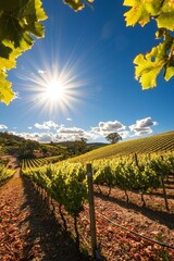 Naklejka premium Vibrant grapevines basking in the summer warmth and sunlight.