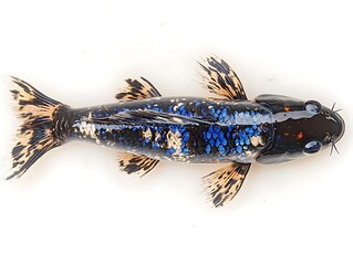A beautiful top down view of a small ornate fish