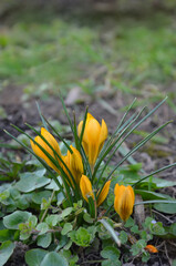 Closeup family  of Golden Yellow or' Yellow Mammoth' crocuses blooming in spring park. Springtime awakening of nature concept.