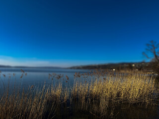 Fototapeta premium See Ufer mit Schilf und Bäumen im Frühling