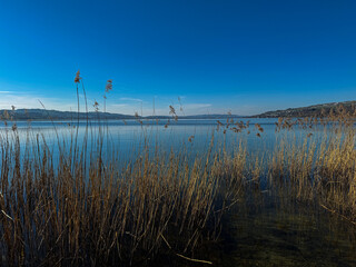 See Ufer mit Schilf und Bäumen im Frühling