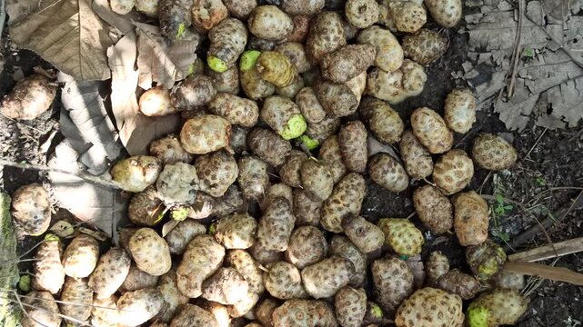 rotting noni on the bush