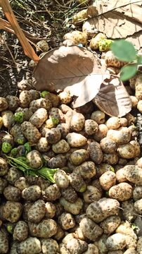 rotting noni on the bush