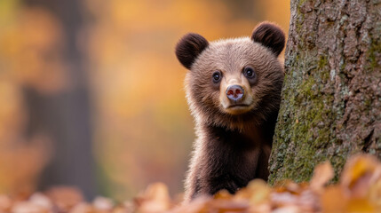 Obraz premium Adorable brown bear cub peeking curiously from behind tree in autumn forest