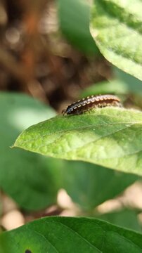 Greenhouse millipede