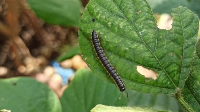 Greenhouse millipede