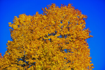Fototapeta premium Autumn Tree with Vibrant Yellow Foliage Against a Brilliant Blue Sky